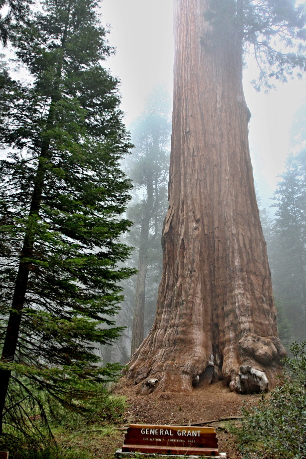 California,nár. park Sequoia