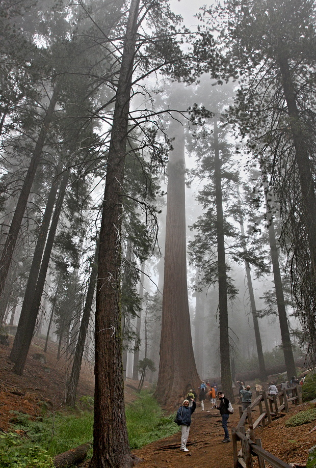 California,nár. park Sequoia