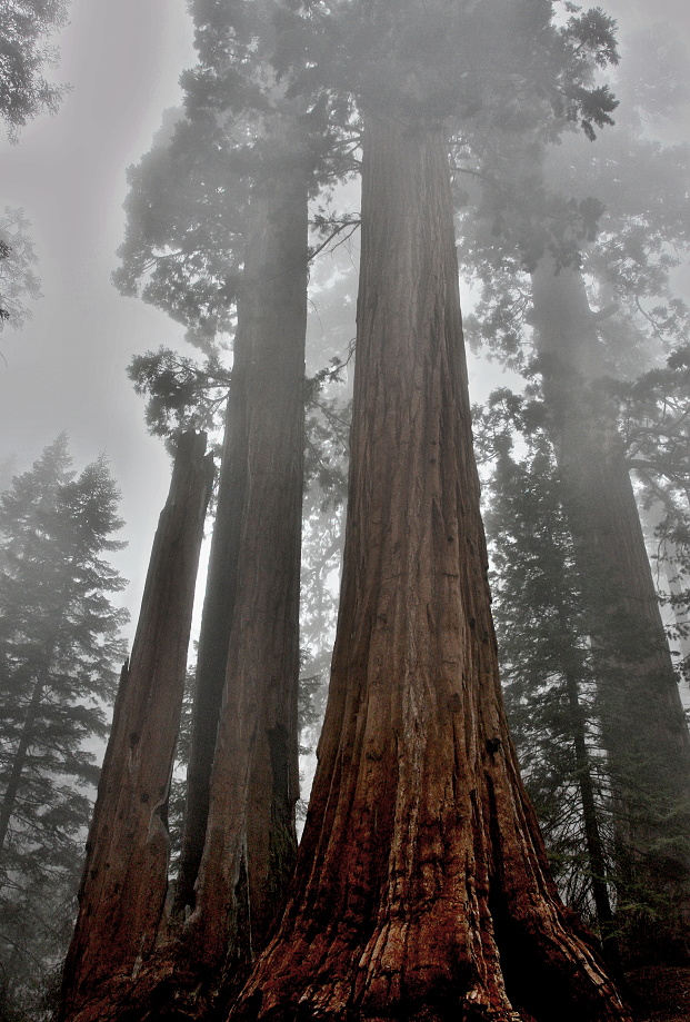 California,nár. park Sequoia