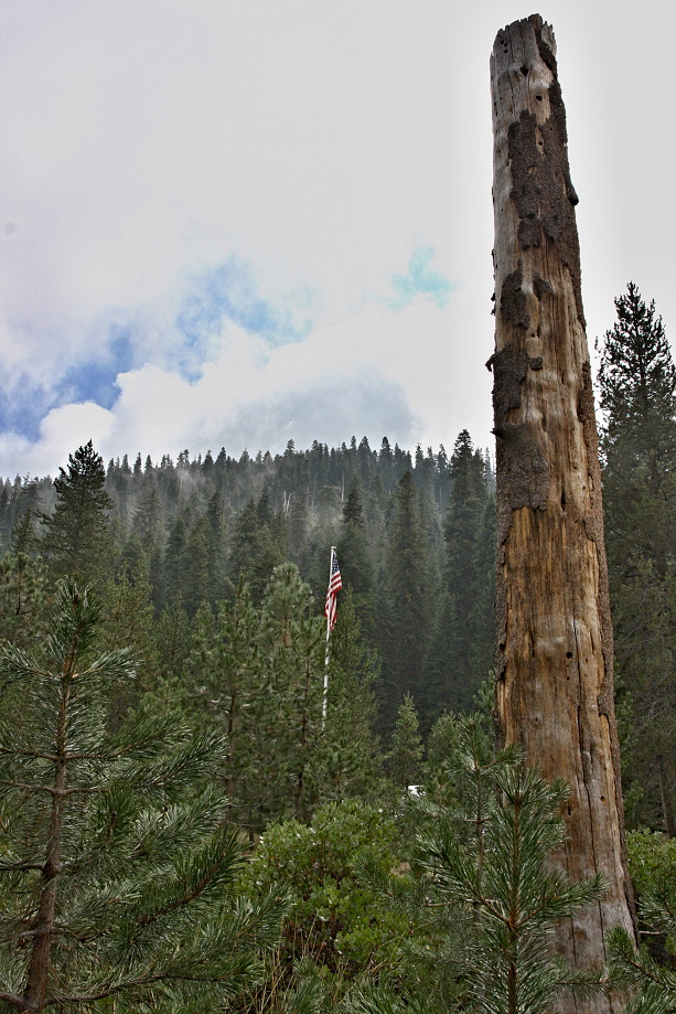 California,nár. park Sequoia