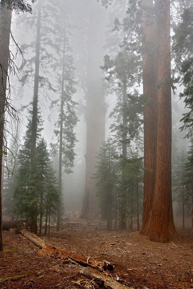 California,nár. park Sequoia