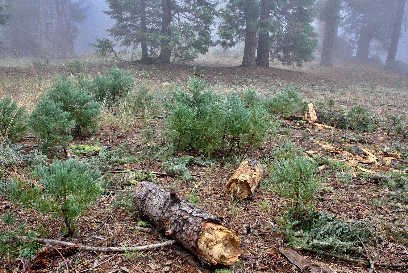 California,nár. park Sequoia