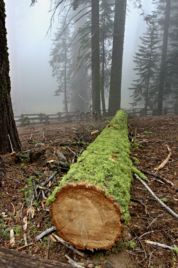 California,nár. park Sequoia