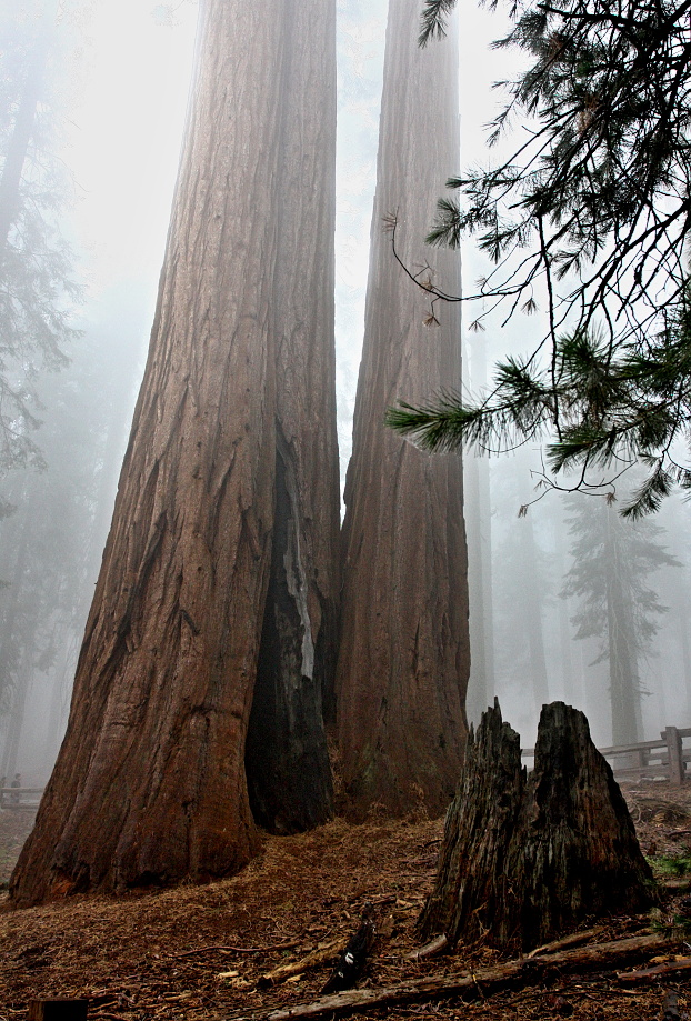 California,nár. park Sequoia