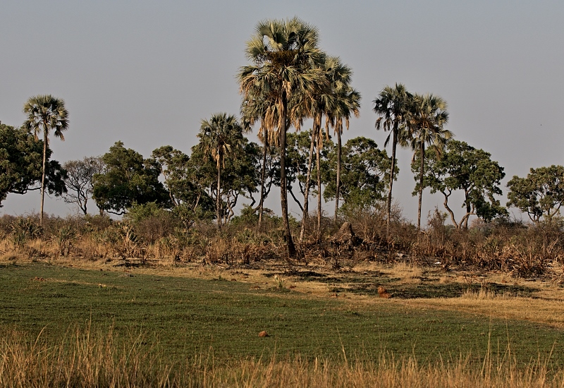 Delta řeky Okavango