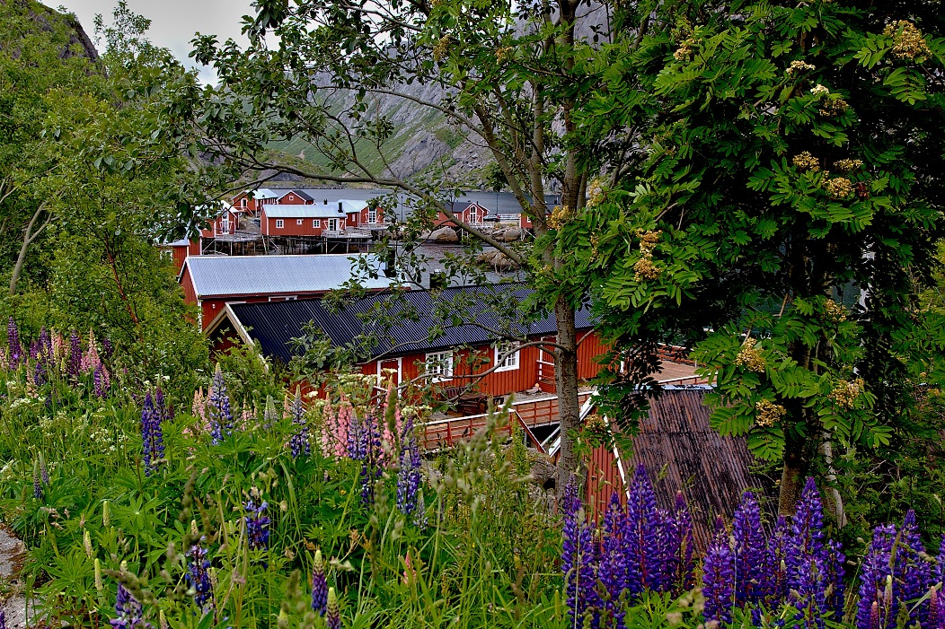 Lofoty, vesnička Nusfjord