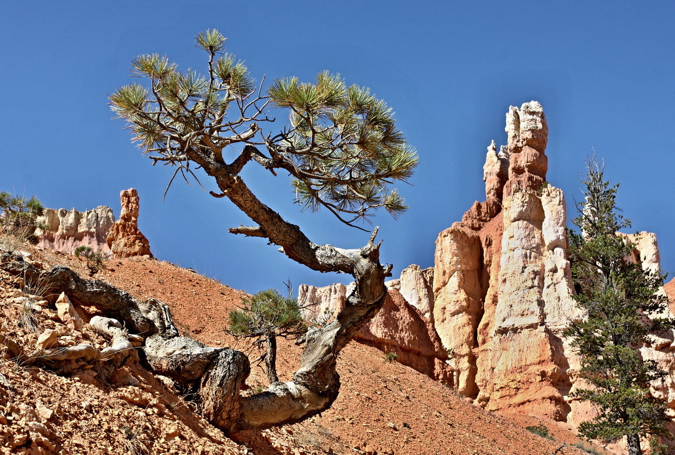 Utah, Bryce  Canyon