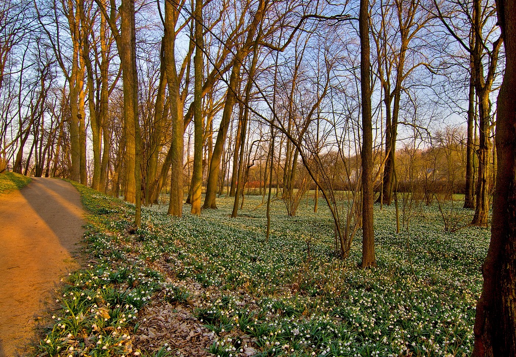 Vých.Čechy, Kostelec n.O.- zámecký park