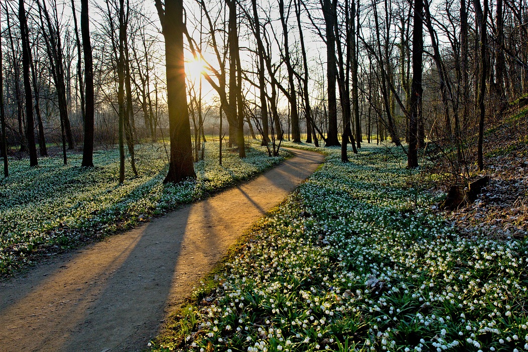 Vých.Čechy, Kostelec n.O.- zámecký park