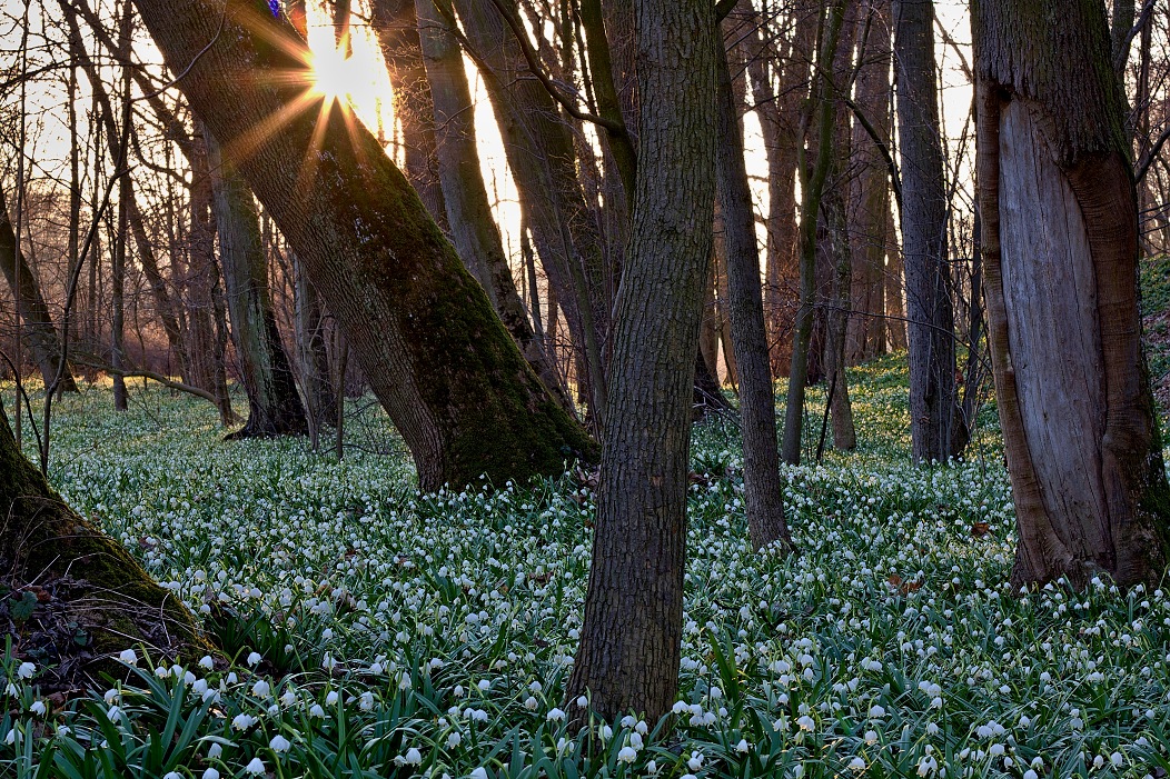 Vých.Čechy, Kostelec n.O.- zámecký park