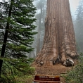 California,nár. park Sequoia