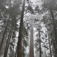 California,nár. park Sequoia