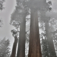 California,nár. park Sequoia