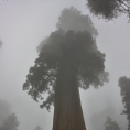 California,nár. park Sequoia