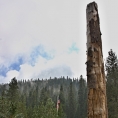 California,nár. park Sequoia