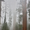 California,nár. park Sequoia