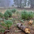 California,nár. park Sequoia