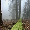 California,nár. park Sequoia