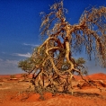 Deadvlei