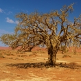 Deadvlei