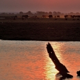 Národní park Chobe