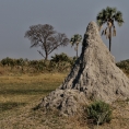 Národní park Chobe