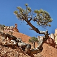 Utah, Bryce  Canyon