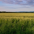 Vých.Čechy,  Černíkovice u Solnice