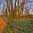 Vých.Čechy, Kostelec n.O.- zámecký park