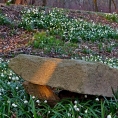 Vých.Čechy, Kostelec n.O.- zámecký park