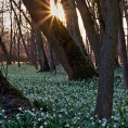 Vých.Čechy, Kostelec n.O.- zámecký park